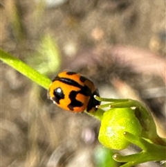 Coccinella transversalis at Aranda, ACT - 3 Nov 2024