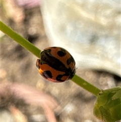 Coccinella transversalis at Aranda, ACT - 3 Nov 2024