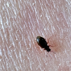 Corticariinae (subfamily) at Aranda, ACT - 3 Nov 2024 03:09 PM