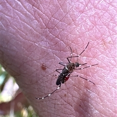 Aedes sp. (genus) (Mosquito) at Aranda, ACT - 2 Nov 2024 by Jubeyjubes