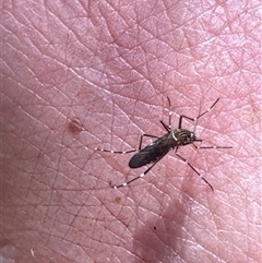 Aedes sp. (genus) at Aranda, ACT - 2 Nov 2024