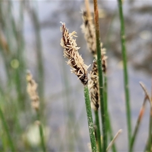 Eleocharis acuta at Bungonia, NSW - 3 Nov 2024 11:31 AM