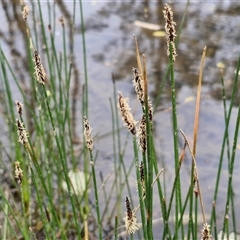 Eleocharis acuta at Bungonia, NSW - 3 Nov 2024 11:31 AM