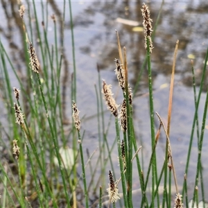 Eleocharis acuta at Bungonia, NSW - 3 Nov 2024