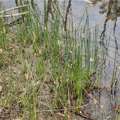 Eleocharis acuta at Bungonia, NSW - 3 Nov 2024