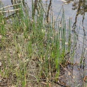 Eleocharis acuta at Bungonia, NSW - 3 Nov 2024