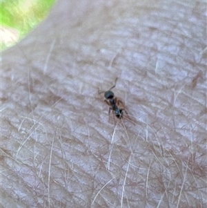 Formicidae (family) at Aranda, ACT - 2 Nov 2024