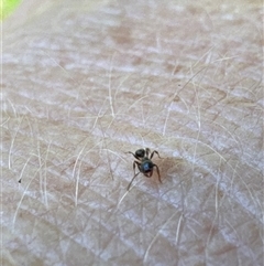 Formicidae (family) at Aranda, ACT - 2 Nov 2024