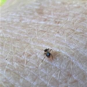 Formicidae (family) at Aranda, ACT - 2 Nov 2024