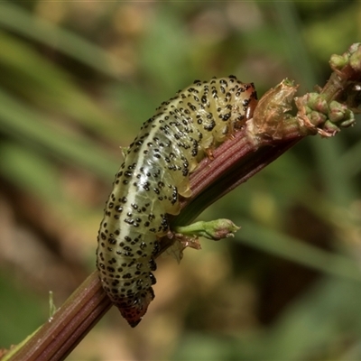 Paropsisterna beata (Blessed Leaf Beetle) at Nicholls, ACT - 31 Oct 2024 by AlisonMilton