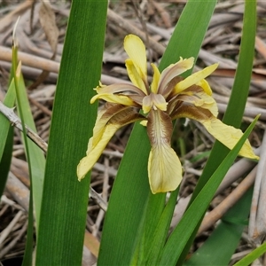 Iris foetidissima at Bungonia, NSW - 3 Nov 2024