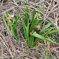 Iris foetidissima at Bungonia, NSW - 3 Nov 2024