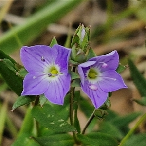 Veronica gracilis at Bungonia, NSW - 3 Nov 2024