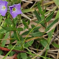 Veronica gracilis at Bungonia, NSW - 3 Nov 2024 11:30 AM