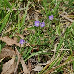 Veronica gracilis at Bungonia, NSW - 3 Nov 2024