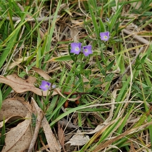 Veronica gracilis at Bungonia, NSW - 3 Nov 2024