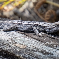 Amphibolurus muricatus (Jacky Lizard) at Kambah, ACT - 30 Oct 2024 by SWishart