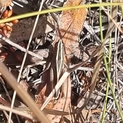 Apotropis tricarinata (Eastern striped grasshopper) at Bungendore, NSW - 3 Nov 2024 by clarehoneydove