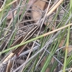 Apotropis tricarinata at Bungendore, NSW - 3 Nov 2024