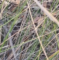 Apotropis tricarinata at Bungendore, NSW - 3 Nov 2024