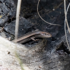 Lampropholis guichenoti at Kambah, ACT - 30 Oct 2024