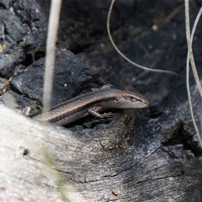 Lampropholis guichenoti (Common Garden Skink) at Kambah, ACT - 30 Oct 2024 by SWishart