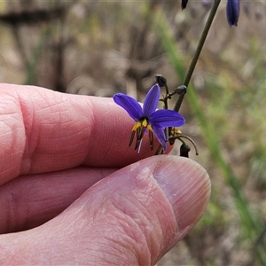 Dianella revoluta var. revoluta at Hawker, ACT - 3 Nov 2024