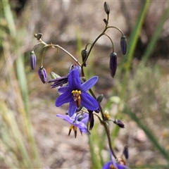 Dianella revoluta var. revoluta at Hawker, ACT - 3 Nov 2024