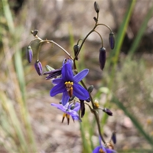 Dianella revoluta var. revoluta at Hawker, ACT - 3 Nov 2024 10:30 AM