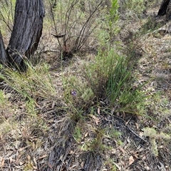 Dianella revoluta var. revoluta at Hawker, ACT - 3 Nov 2024