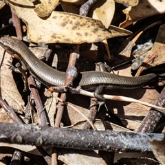 Acritoscincus platynotus (Red-throated Skink) at Kambah, ACT - 30 Oct 2024 by SWishart