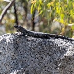 Egernia cunninghami (Cunningham's Skink) at Kambah, ACT - 30 Oct 2024 by SWishart