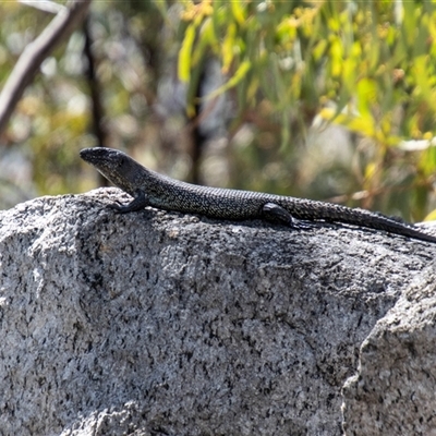 Egernia cunninghami (Cunningham's Skink) at Kambah, ACT - 29 Oct 2024 by SWishart