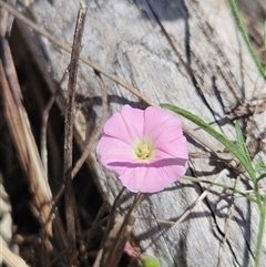 Convolvulus angustissimus subsp. angustissimus (Australian Bindweed) at Hawker, ACT - 3 Nov 2024 by sangio7