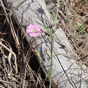 Convolvulus angustissimus subsp. angustissimus at Hawker, ACT - 3 Nov 2024