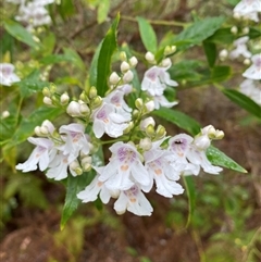 Prostanthera lasianthos (Victorian Christmas Bush) at Coolagolite, NSW - 31 Oct 2024 by timharmony