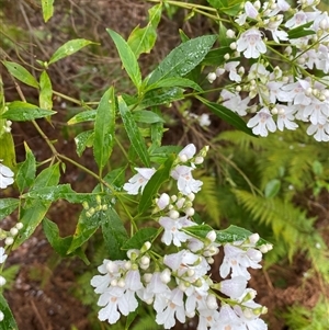 Prostanthera lasianthos at Coolagolite, NSW - 1 Nov 2024