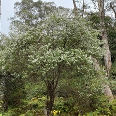 Prostanthera lasianthos at Coolagolite, NSW - 1 Nov 2024