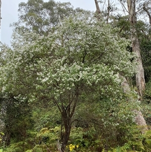 Prostanthera lasianthos at Coolagolite, NSW - 1 Nov 2024