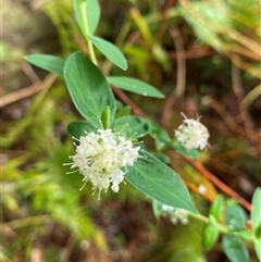 Pimelea ligustrina (Tall Rice Flower) at Coolagolite, NSW - 31 Oct 2024 by timharmony