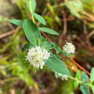 Pimelea ligustrina (Tall Rice Flower) at Coolagolite, NSW by timharmony