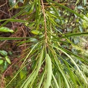 Lomatia myricoides (River Lomatia) at Coolagolite, NSW by timharmony