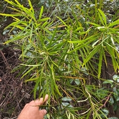 Lomatia myricoides at Coolagolite, NSW - 1 Nov 2024