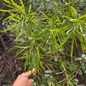 Lomatia myricoides at Coolagolite, NSW - 1 Nov 2024