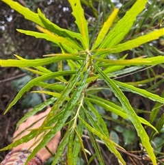 Lomatia myricoides at Coolagolite, NSW - 1 Nov 2024