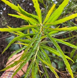 Lomatia myricoides at Coolagolite, NSW - 1 Nov 2024