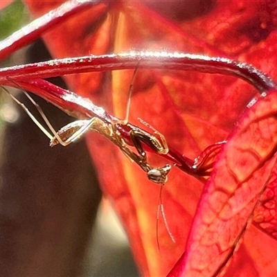 Mantidae (family) adult or nymph at Macquarie, ACT - 21 Oct 2024 by MikiDee