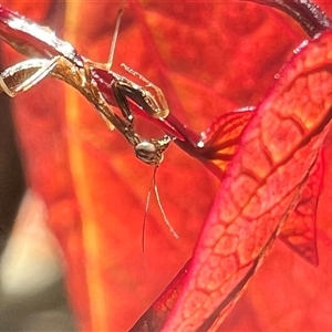 Mantidae (family) adult or nymph at Macquarie, ACT - 21 Oct 2024