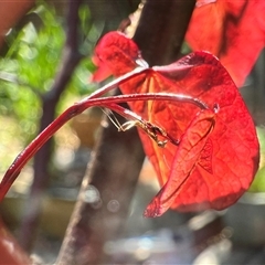 Mantidae (family) adult or nymph at Macquarie, ACT - 21 Oct 2024