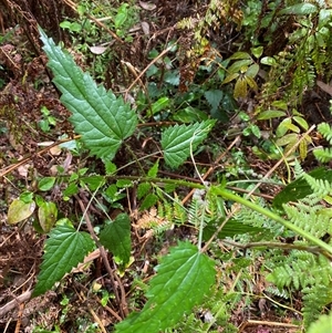 Urtica incisa (Stinging Nettle) at Coolagolite, NSW by timharmony